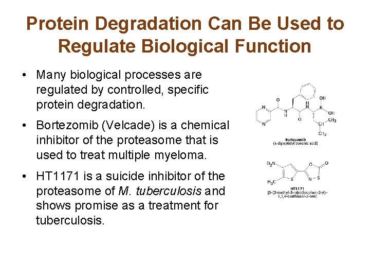 Protein Degradation Can Be Used to Regulate Biological Function • Many biological processes are