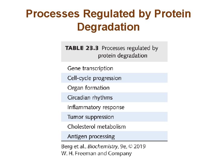 Processes Regulated by Protein Degradation 