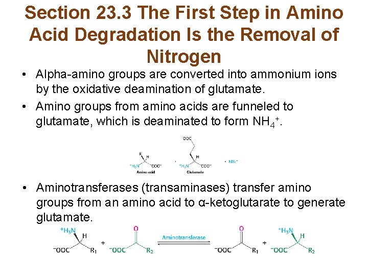 Section 23. 3 The First Step in Amino Acid Degradation Is the Removal of