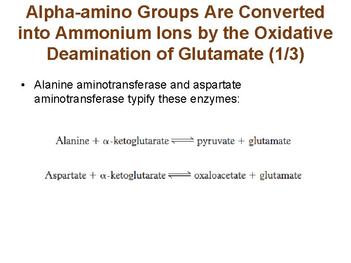 Alpha-amino Groups Are Converted into Ammonium Ions by the Oxidative Deamination of Glutamate (1/3)