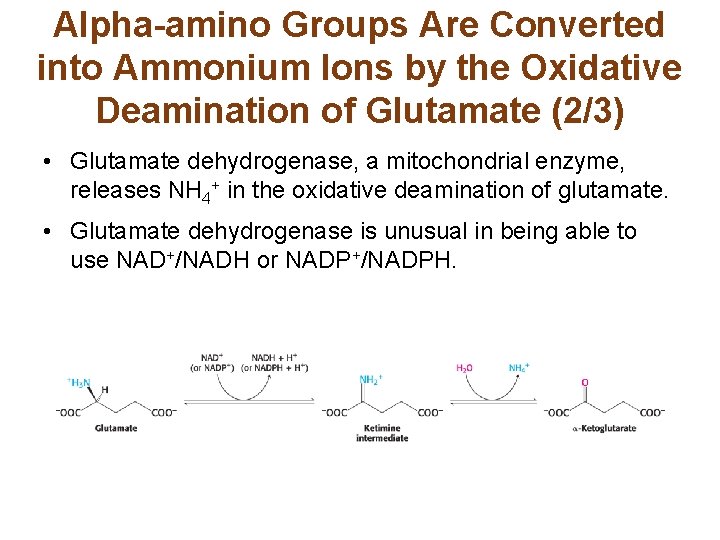 Alpha-amino Groups Are Converted into Ammonium Ions by the Oxidative Deamination of Glutamate (2/3)