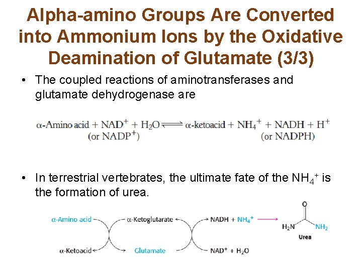 Alpha-amino Groups Are Converted into Ammonium Ions by the Oxidative Deamination of Glutamate (3/3)