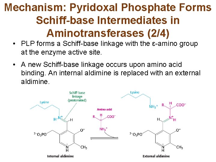 Mechanism: Pyridoxal Phosphate Forms Schiff-base Intermediates in Aminotransferases (2/4) • PLP forms a Schiff-base