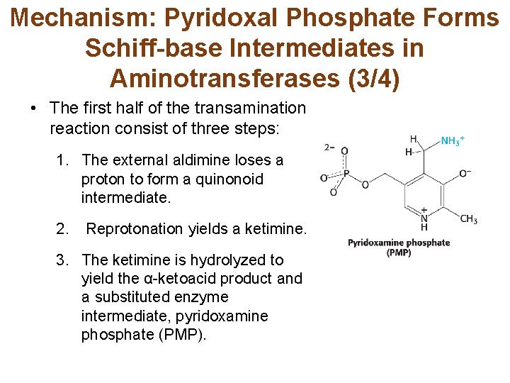 Mechanism: Pyridoxal Phosphate Forms Schiff-base Intermediates in Aminotransferases (3/4) • The first half of
