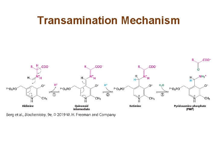 Transamination Mechanism 