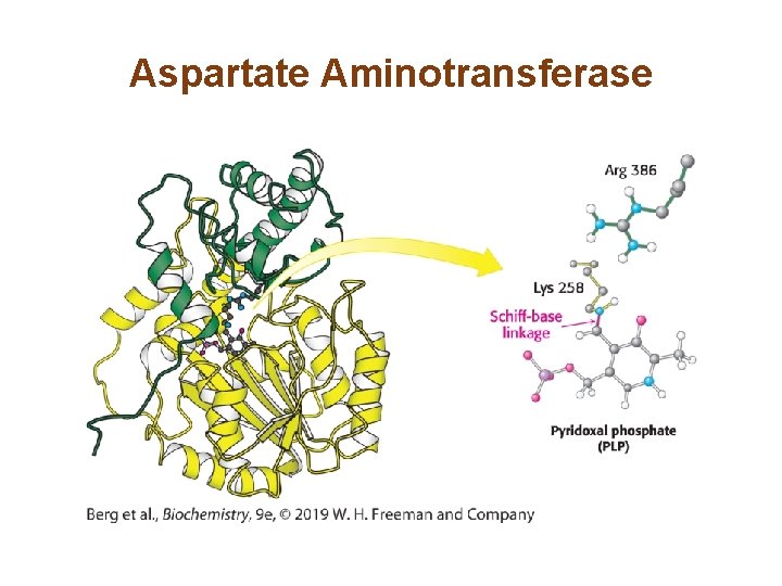 Aspartate Aminotransferase 