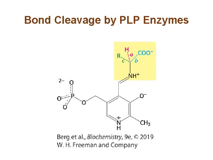 Bond Cleavage by PLP Enzymes 