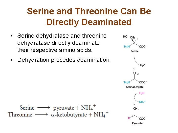 Serine and Threonine Can Be Directly Deaminated • Serine dehydratase and threonine dehydratase directly