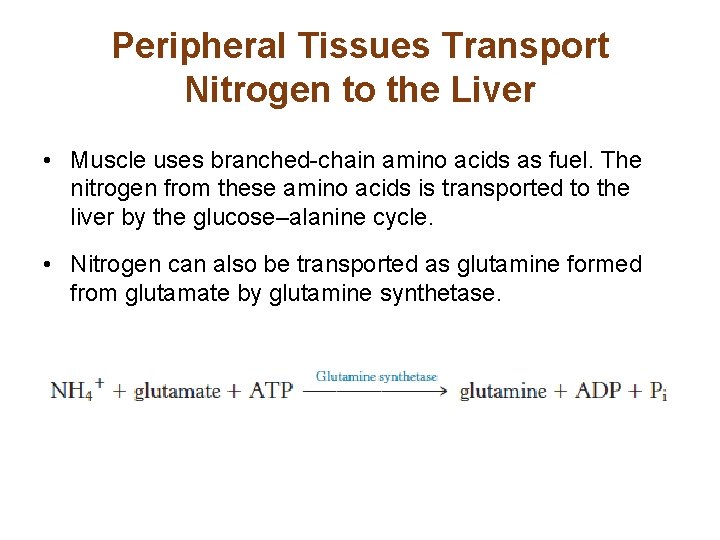 Peripheral Tissues Transport Nitrogen to the Liver • Muscle uses branched-chain amino acids as