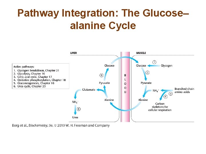 Pathway Integration: The Glucose– alanine Cycle 