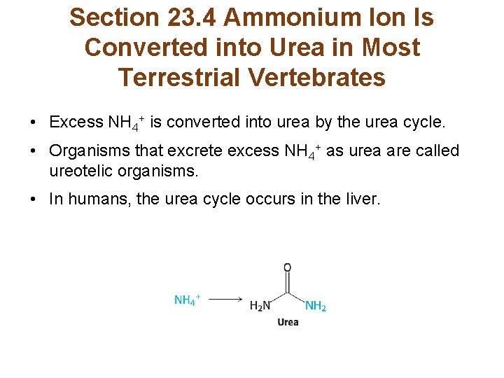 Section 23. 4 Ammonium Ion Is Converted into Urea in Most Terrestrial Vertebrates •