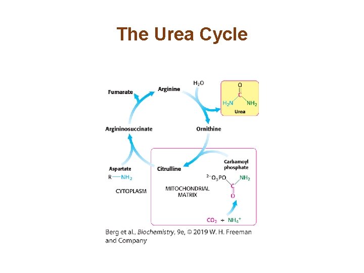 The Urea Cycle 