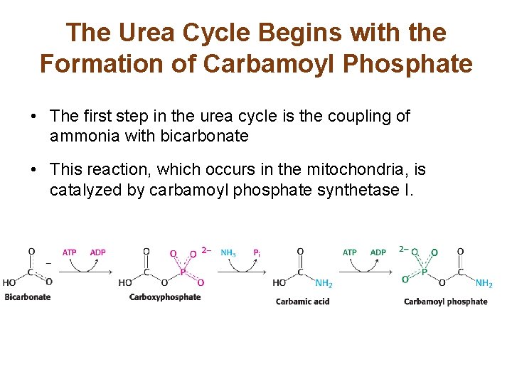 The Urea Cycle Begins with the Formation of Carbamoyl Phosphate • The first step