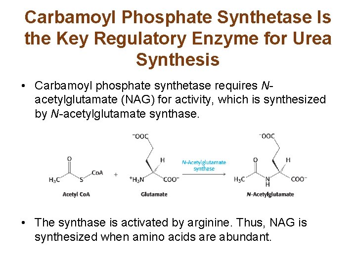 Carbamoyl Phosphate Synthetase Is the Key Regulatory Enzyme for Urea Synthesis • Carbamoyl phosphate