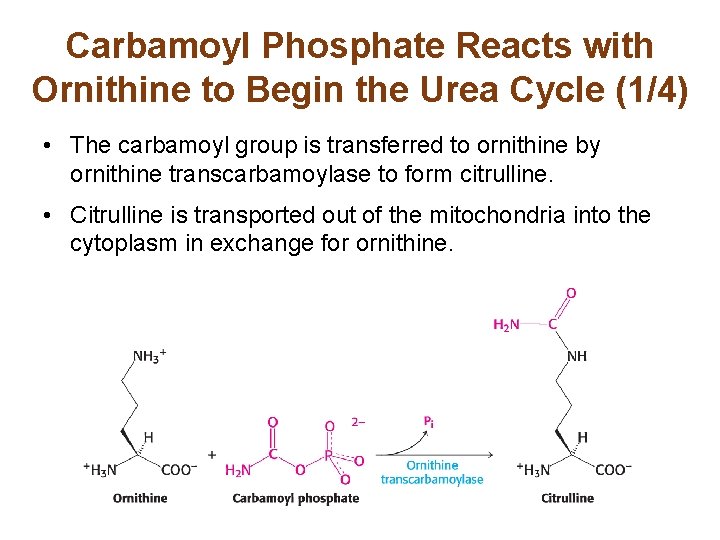 Carbamoyl Phosphate Reacts with Ornithine to Begin the Urea Cycle (1/4) • The carbamoyl