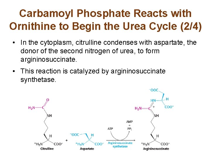 Carbamoyl Phosphate Reacts with Ornithine to Begin the Urea Cycle (2/4) • In the