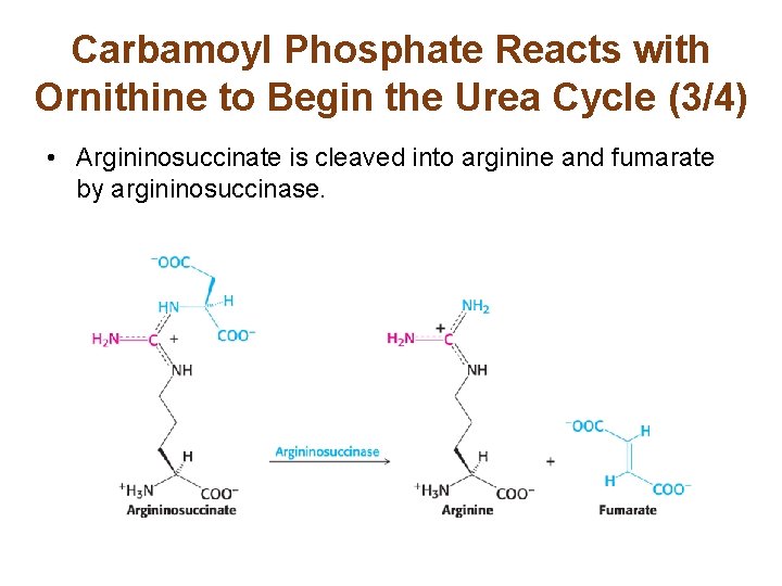 Carbamoyl Phosphate Reacts with Ornithine to Begin the Urea Cycle (3/4) • Argininosuccinate is