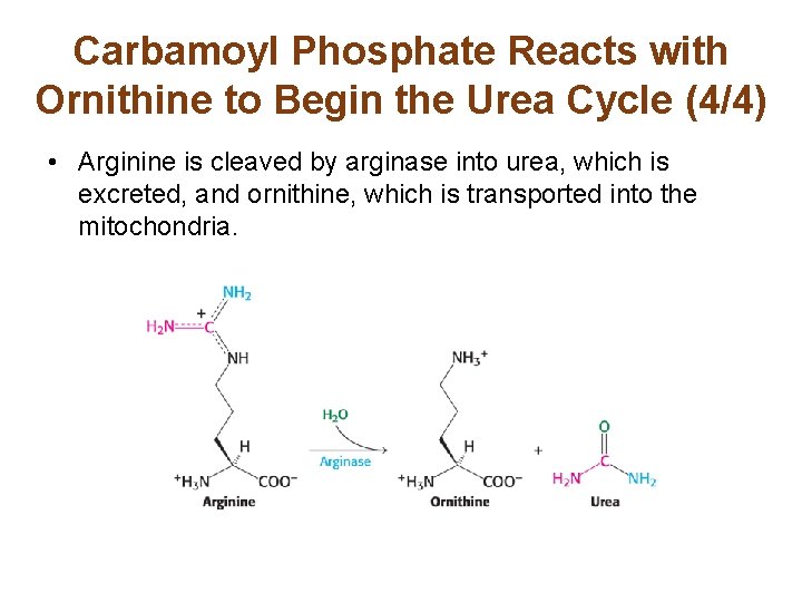 Carbamoyl Phosphate Reacts with Ornithine to Begin the Urea Cycle (4/4) • Arginine is