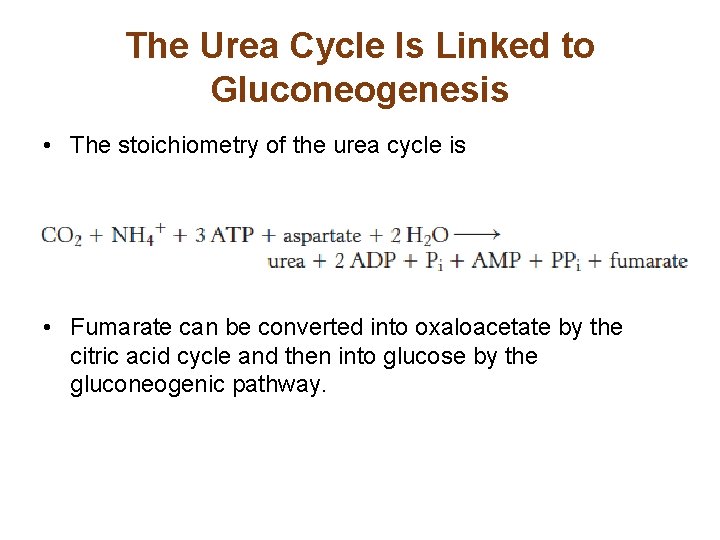 The Urea Cycle Is Linked to Gluconeogenesis • The stoichiometry of the urea cycle