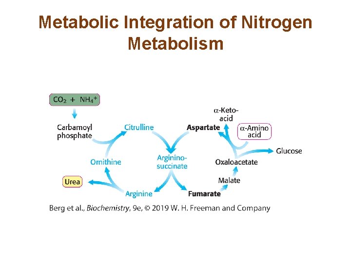 Metabolic Integration of Nitrogen Metabolism 