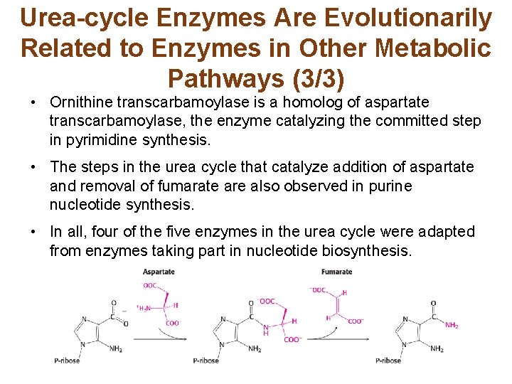 Urea-cycle Enzymes Are Evolutionarily Related to Enzymes in Other Metabolic Pathways (3/3) • Ornithine