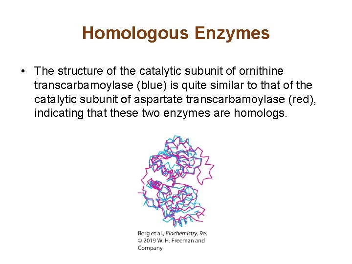 Homologous Enzymes • The structure of the catalytic subunit of ornithine transcarbamoylase (blue) is