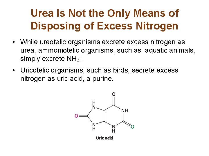 Urea Is Not the Only Means of Disposing of Excess Nitrogen • While ureotelic