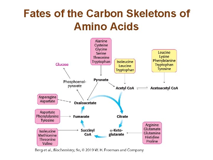 Fates of the Carbon Skeletons of Amino Acids 