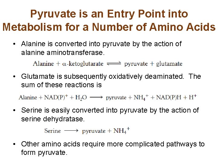 Pyruvate is an Entry Point into Metabolism for a Number of Amino Acids •