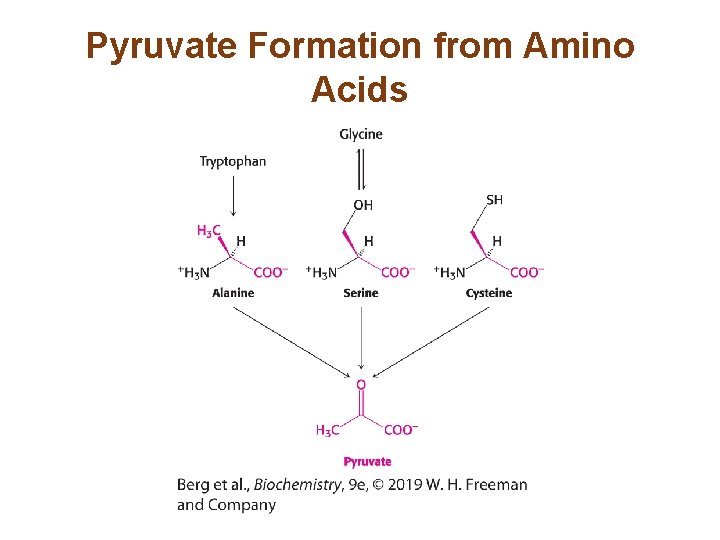 Pyruvate Formation from Amino Acids 