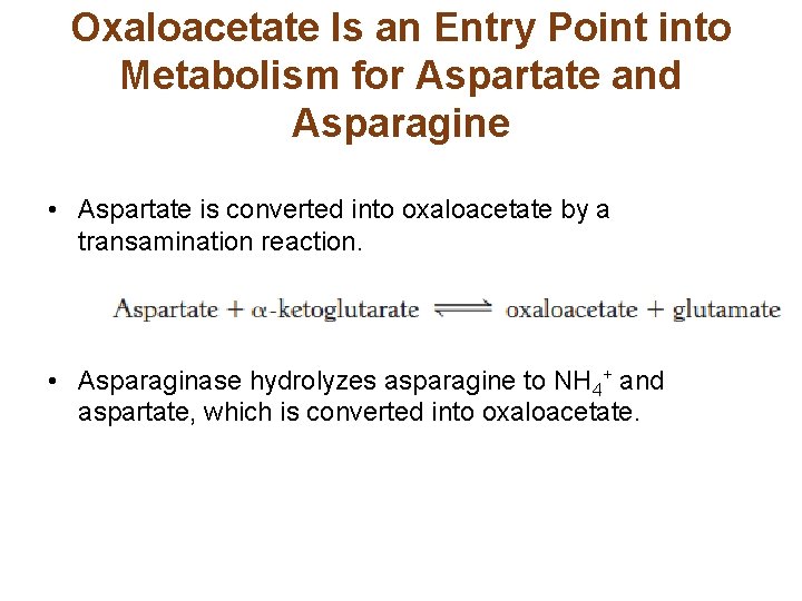 Oxaloacetate Is an Entry Point into Metabolism for Aspartate and Asparagine • Aspartate is