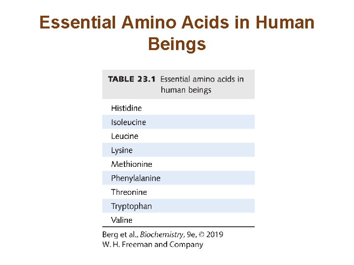 Essential Amino Acids in Human Beings 