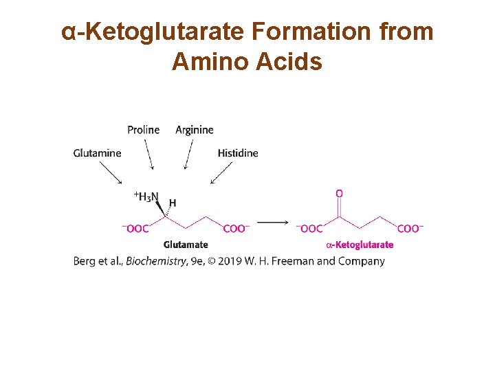 α-Ketoglutarate Formation from Amino Acids 