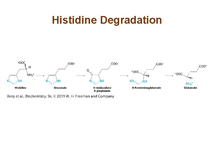 Histidine Degradation 