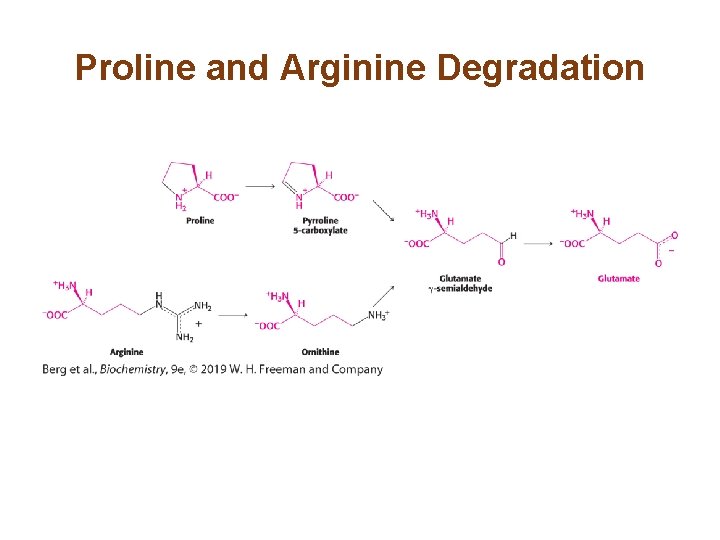 Proline and Arginine Degradation 