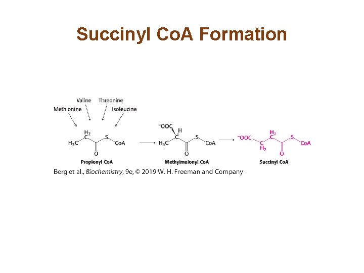 Succinyl Co. A Formation 