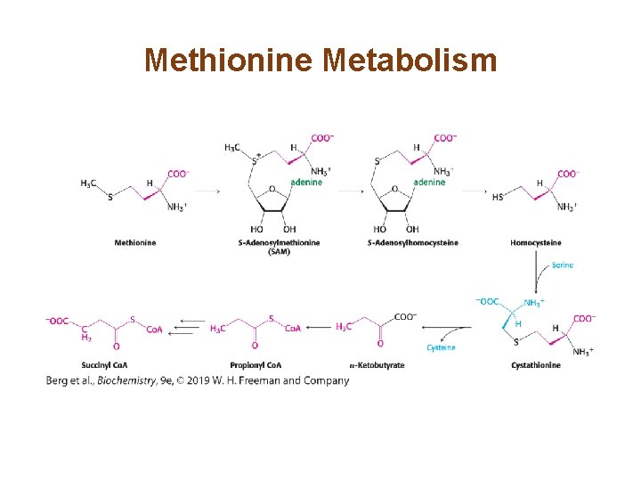 Methionine Metabolism 