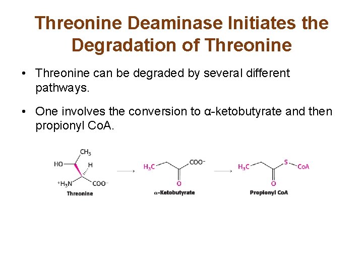 Threonine Deaminase Initiates the Degradation of Threonine • Threonine can be degraded by several