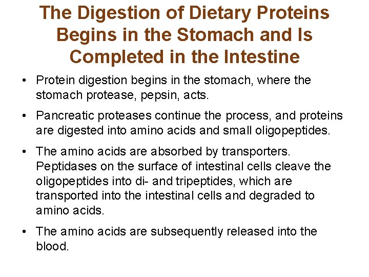 The Digestion of Dietary Proteins Begins in the Stomach and Is Completed in the