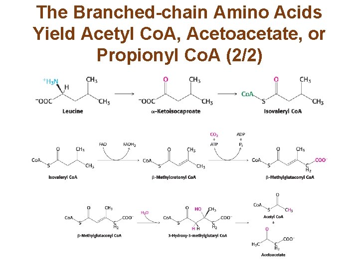 The Branched-chain Amino Acids Yield Acetyl Co. A, Acetoacetate, or Propionyl Co. A (2/2)