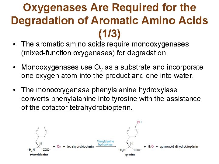 Oxygenases Are Required for the Degradation of Aromatic Amino Acids (1/3) • The aromatic