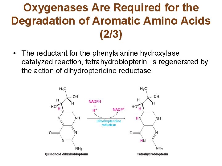 Oxygenases Are Required for the Degradation of Aromatic Amino Acids (2/3) • The reductant