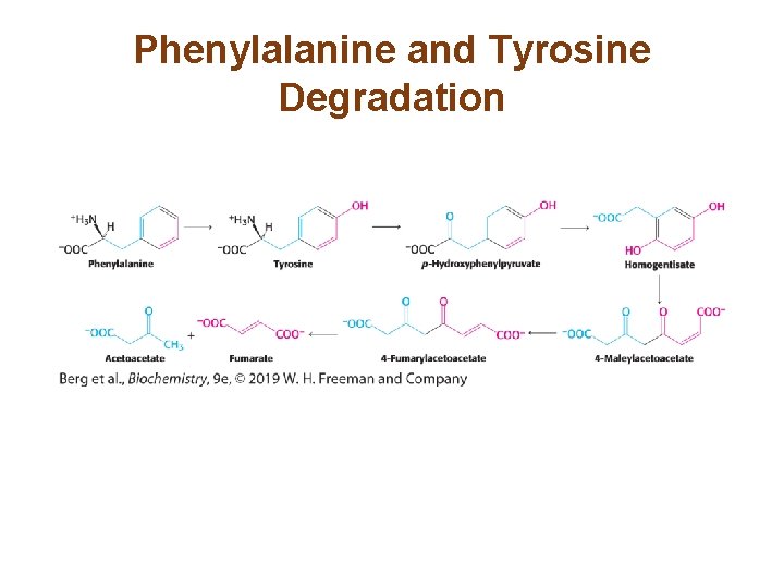 Phenylalanine and Tyrosine Degradation 