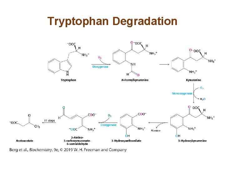 Tryptophan Degradation 