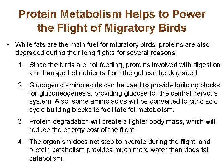 Protein Metabolism Helps to Power the Flight of Migratory Birds • While fats are