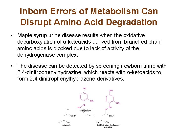 Inborn Errors of Metabolism Can Disrupt Amino Acid Degradation • Maple syrup urine disease