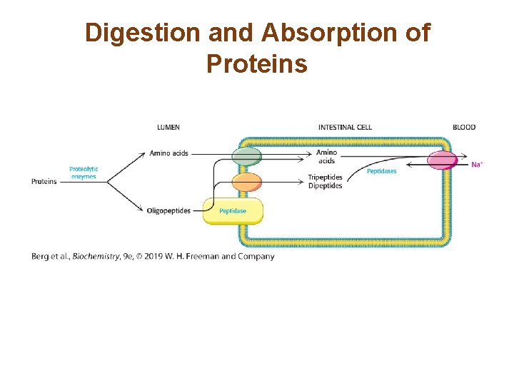 Digestion and Absorption of Proteins 