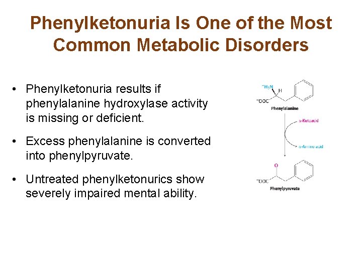 Phenylketonuria Is One of the Most Common Metabolic Disorders • Phenylketonuria results if phenylalanine