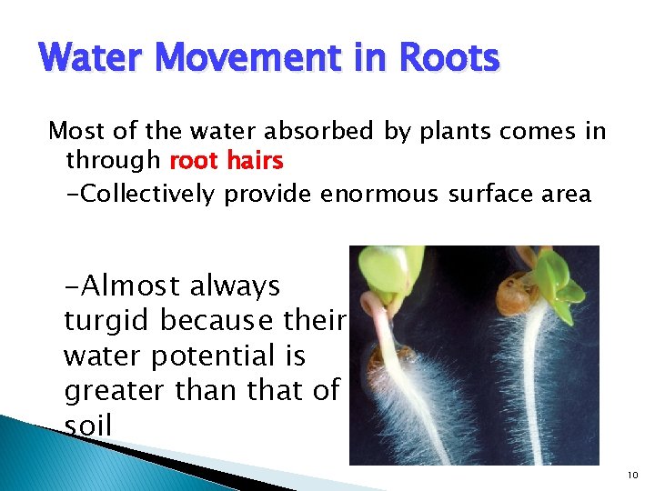 Water Movement in Roots Most of the water absorbed by plants comes in through