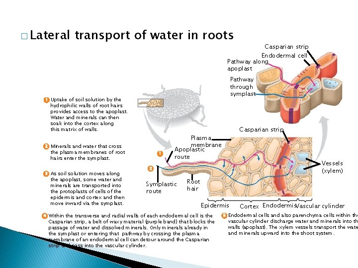 � Lateral transport of water in roots Casparian strip Endodermal cell Pathway along apoplast